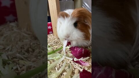 Guinea pig Fergus glare stare