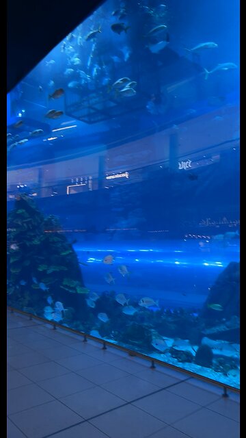 Worlds bigger fish aquarium in Dubai mall