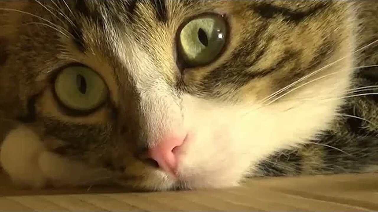 Cat Memories (Drama, Full Movie)