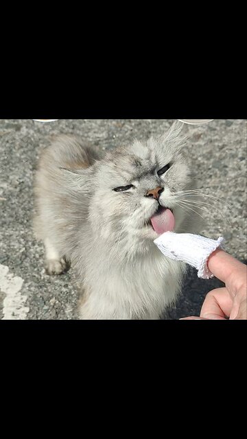 Flynn approves of the Silver Vine finger gloves.