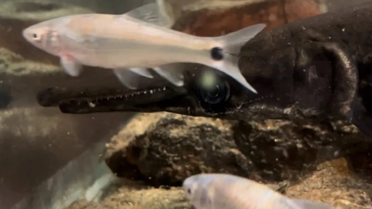 Let’s Feed Little Salem The Alligator Gar 🦖