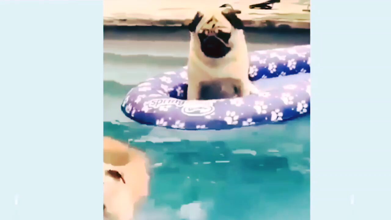 the dog is swimming