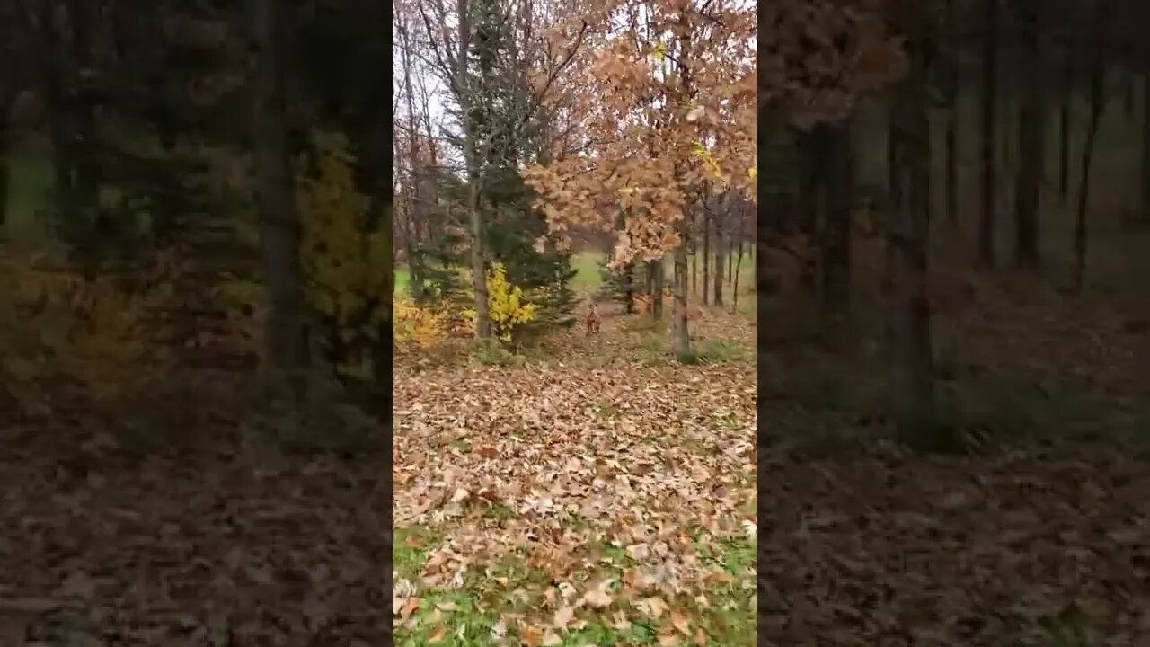 he's running after them squirrels.