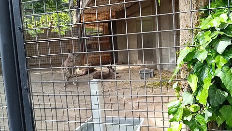 Kangaroo in Ueno Zoo