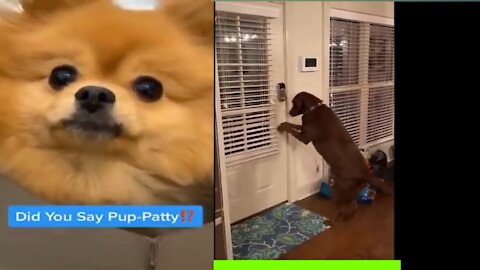 Funny dog videos ll did you say pup puppy