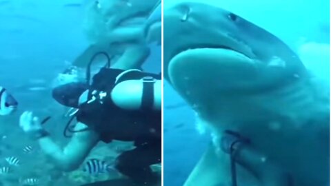 Swimmer has terrifying close encounter with shark