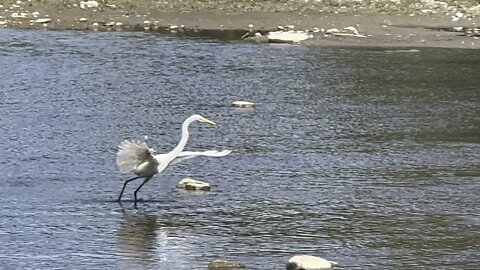 White Egret lands a nice minnow