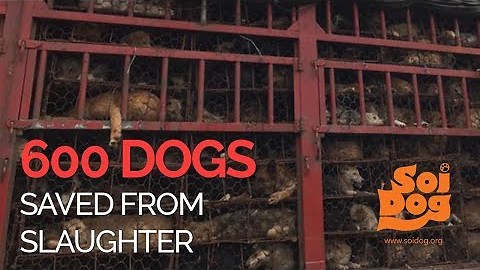 A truck intercepted with 600 Dogs that were destined for slaughter