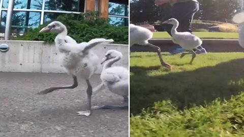 Baby Flamingos