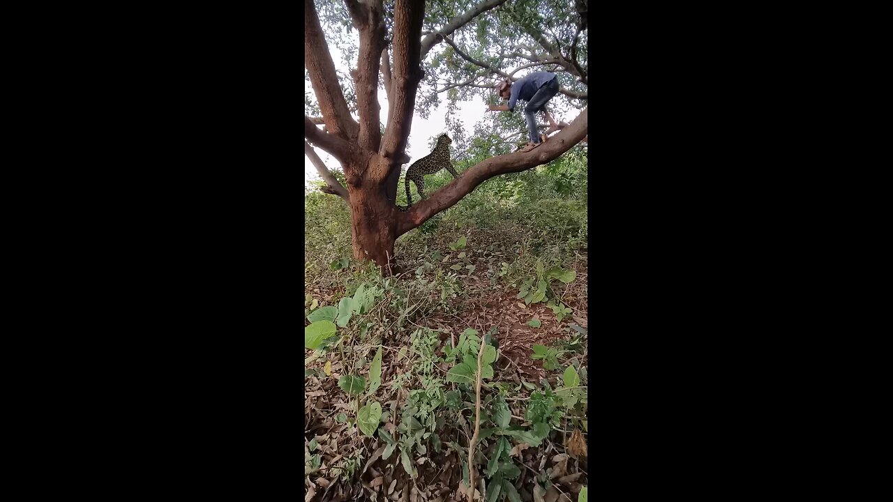 Leopard attacks human