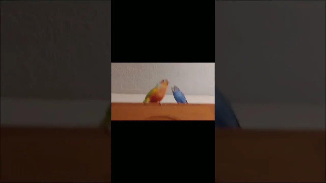 Green Cheek conure Birdy Dance