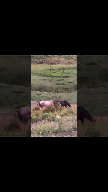 Arthur the rescue horse grazing with his old friend Penny