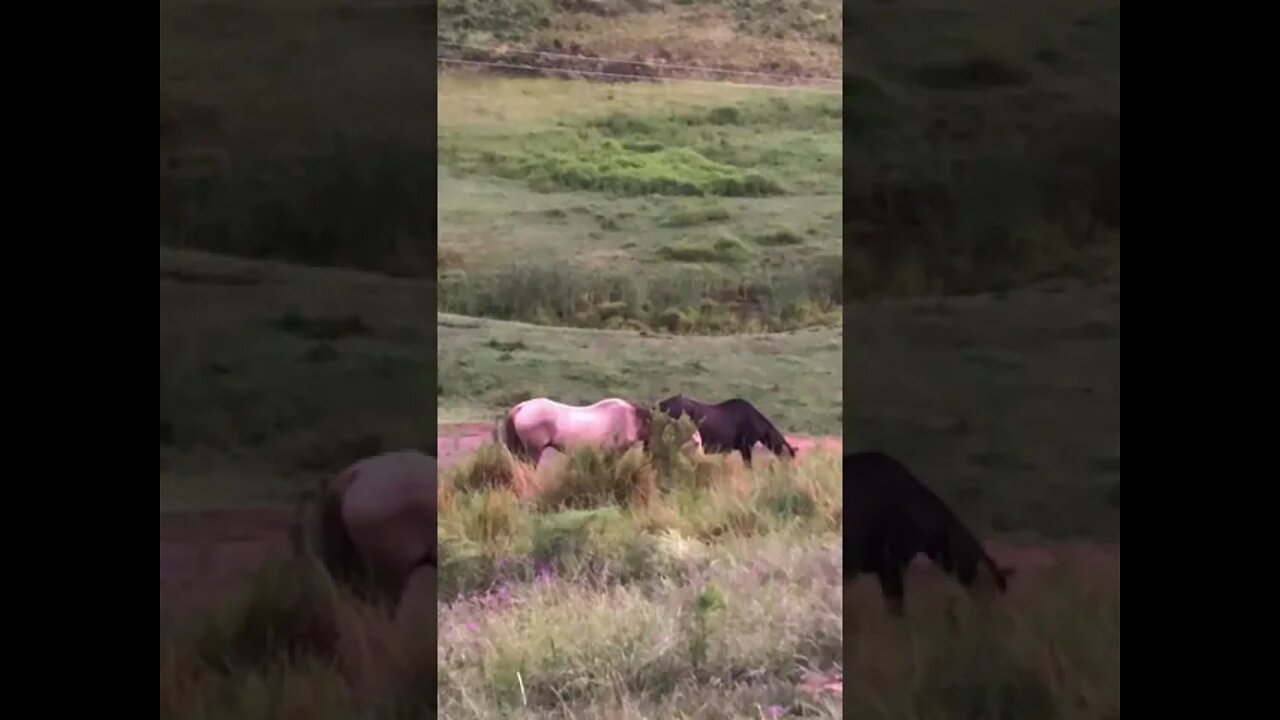 Arthur the rescue horse grazing with his old friend Penny