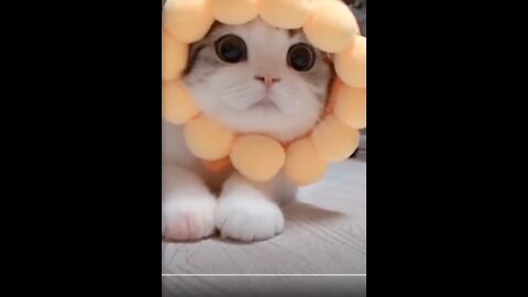 Lovely Funny & Cute Pets