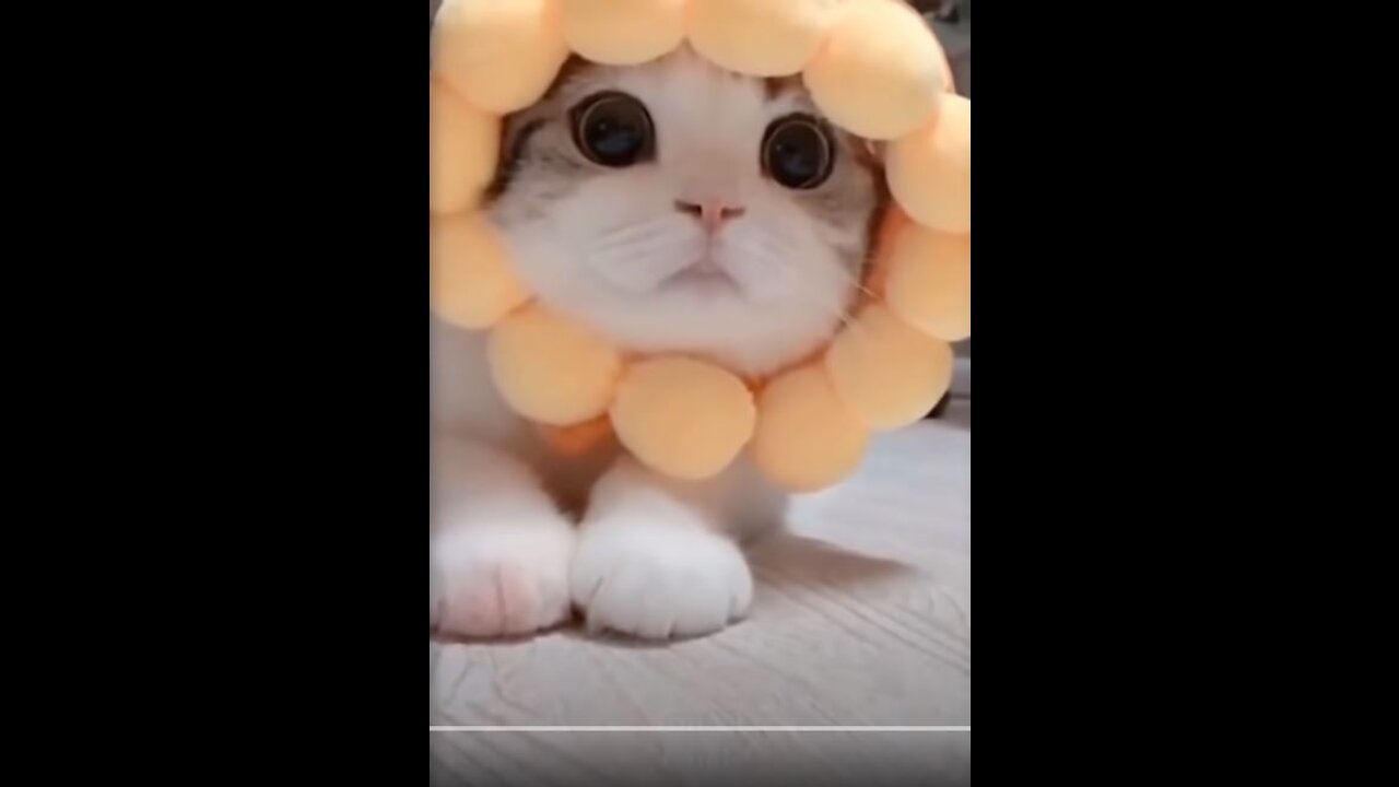 Lovely Funny & Cute Pets