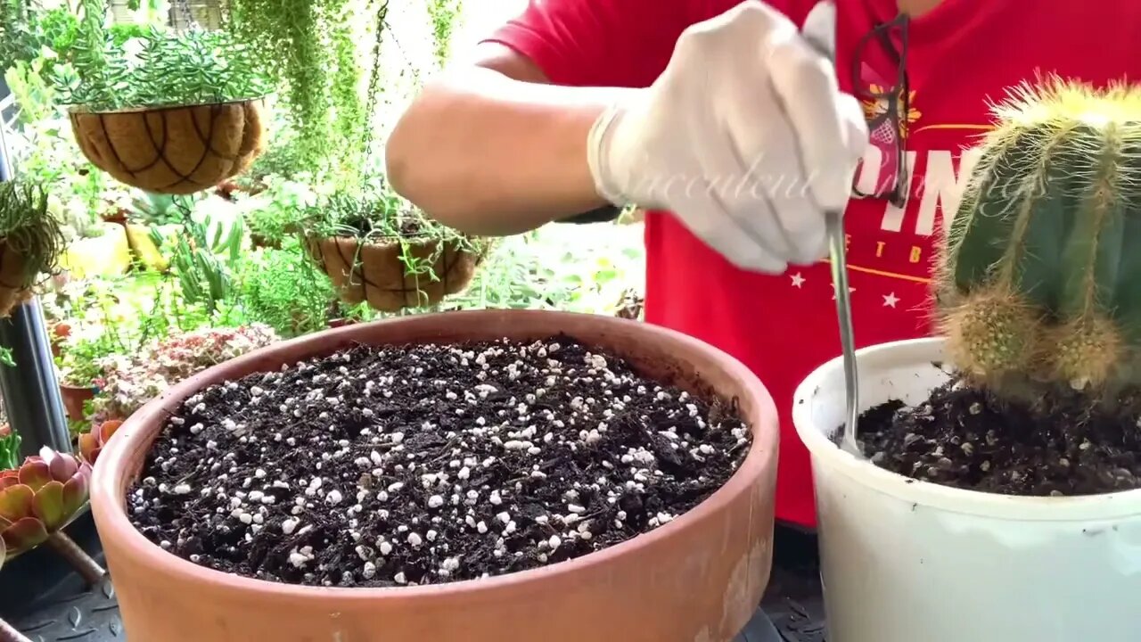 Succulents and Cactus Arrangement in Large Shallow Pot