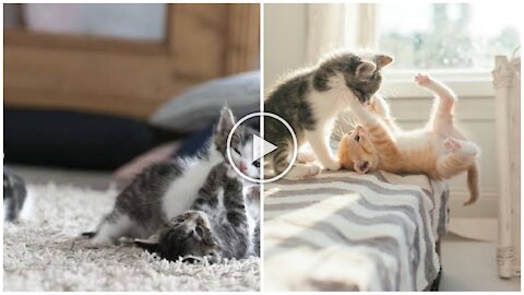 Cat funny video| kittens are playing hide and seek