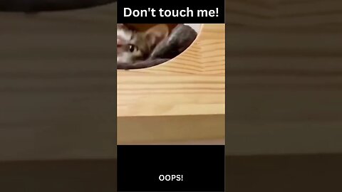 Don't touch me! Funny animal videos, funny cats #shorts