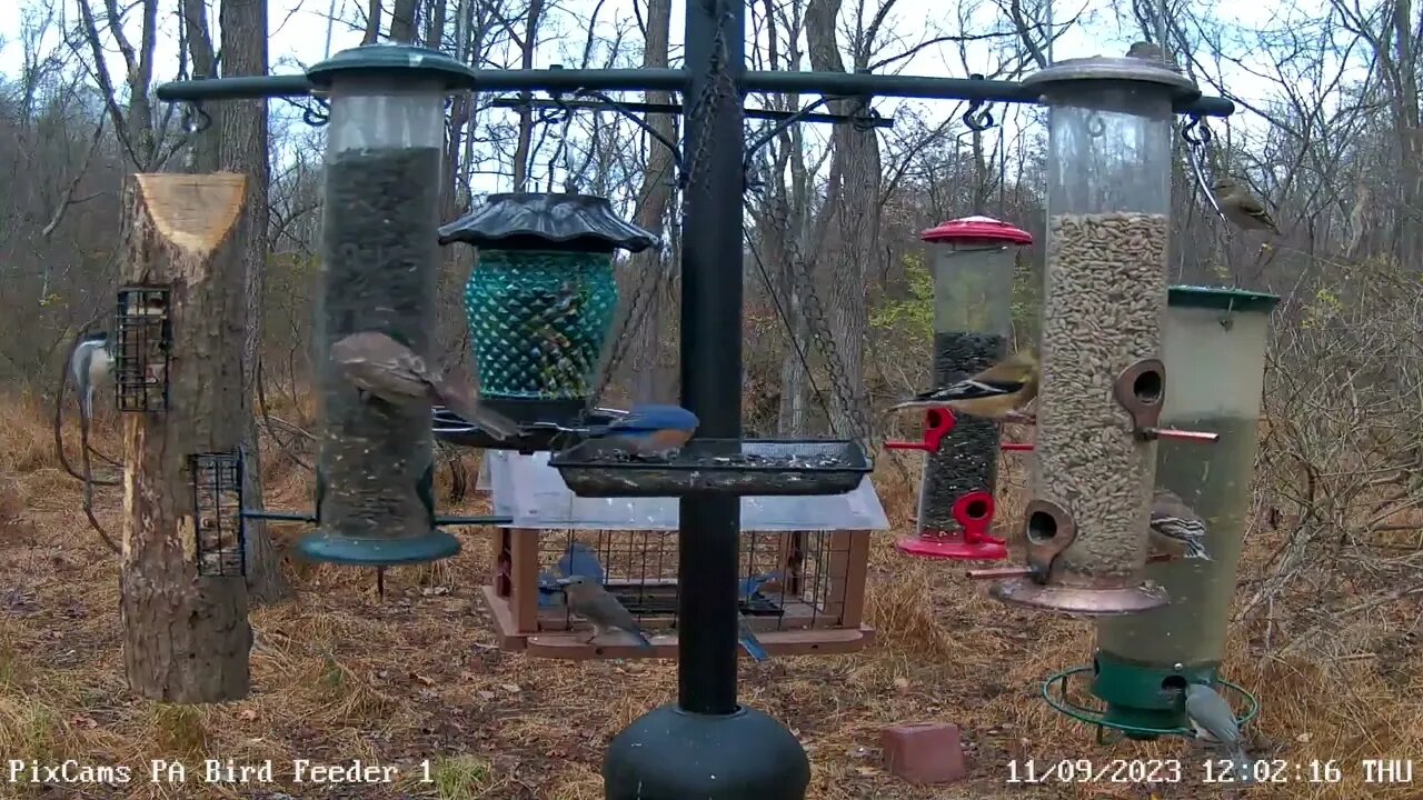 Small flock of bluebirds on Bird Feeder 1 Cam 11/9/2023