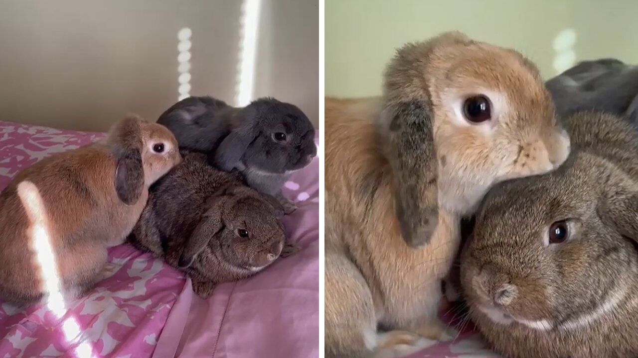 Mama bunny sees her baby after six months, has the sweetest reaction