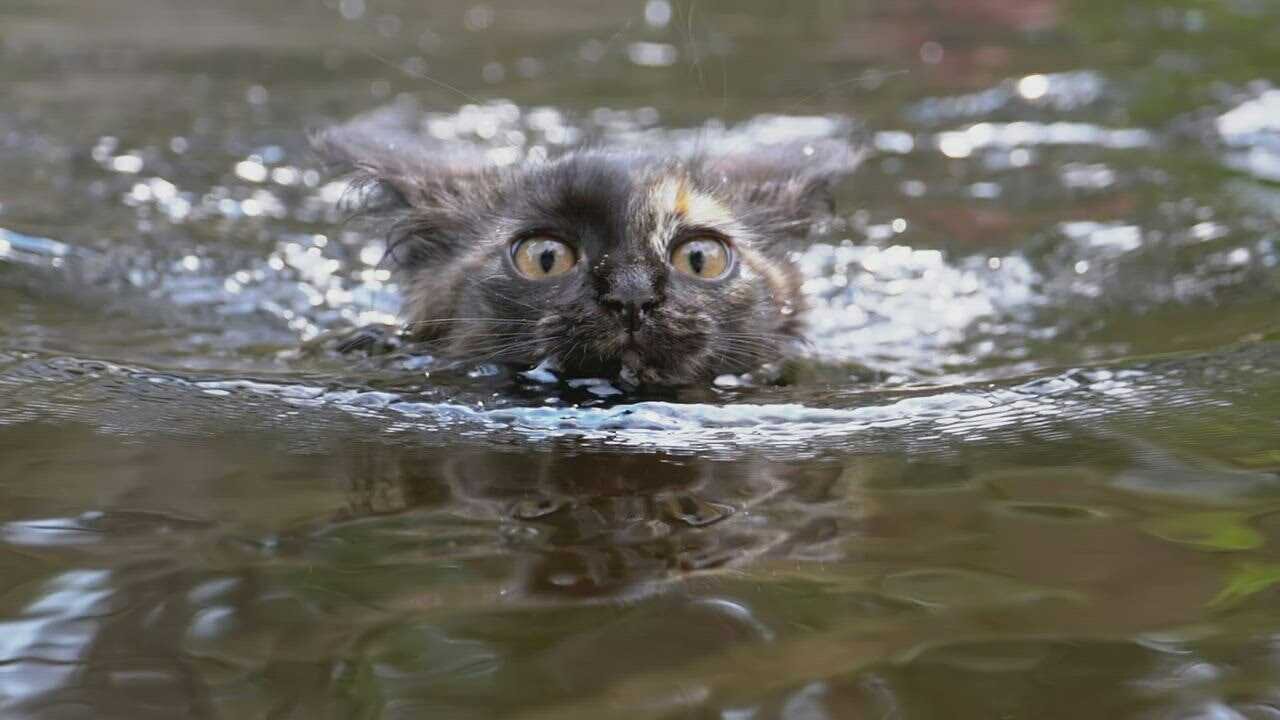 cat Wild cat swimming in a river