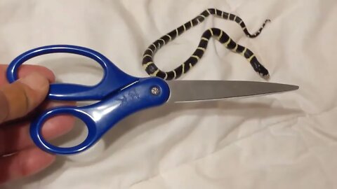 Leslie the Baby Ca. King Snake - Scissor Sized p1