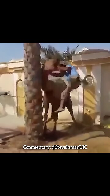 The Camel is done playing games