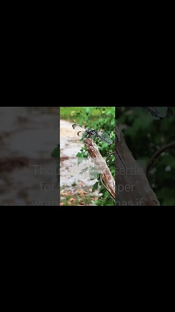 Garden Bling for the Dragonflies #dragonfly #potager #gardening #electroculture #crystals #friends