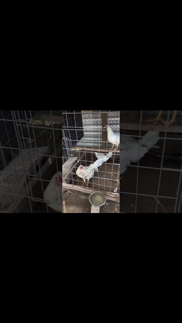 LWF Whites Up for grabs @ LivingWaterFarms247