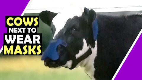 What Now? COWS 🐮 IN MASKS! / Hugo Talks #lockdown