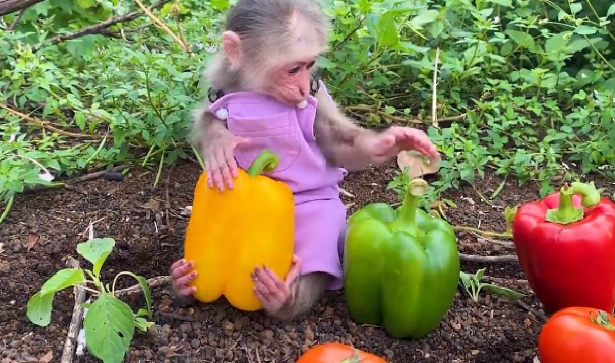 Farmer Bibi pick fruits to make pizza