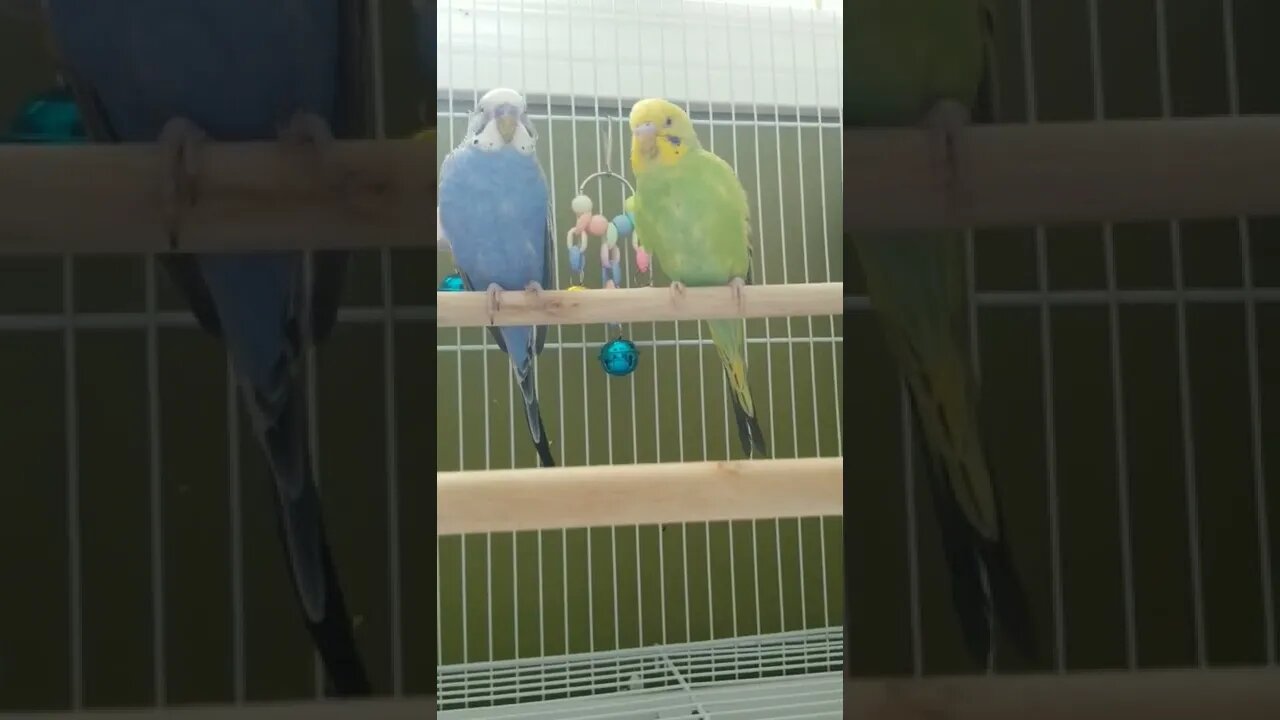 OMG MY Budgies Are Too Cute!😍 #shorts #youtubeshorts #animallover #parakeets #budgies #funny