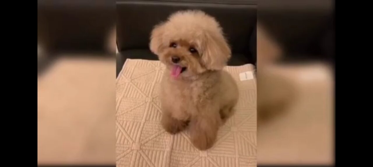Cute puppy 💕