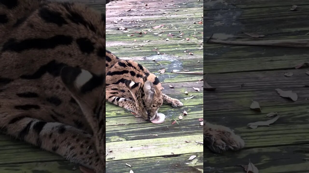 Des Serval enjoying an afternoon sicle.