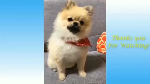 🐕 funny and cute dogs 🐕life