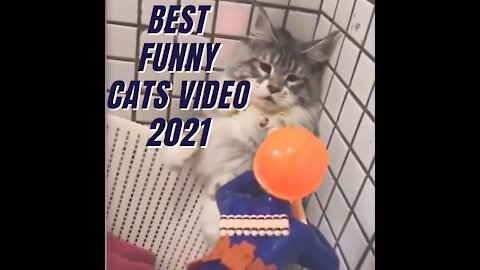 Funny Cats - Video Compilation