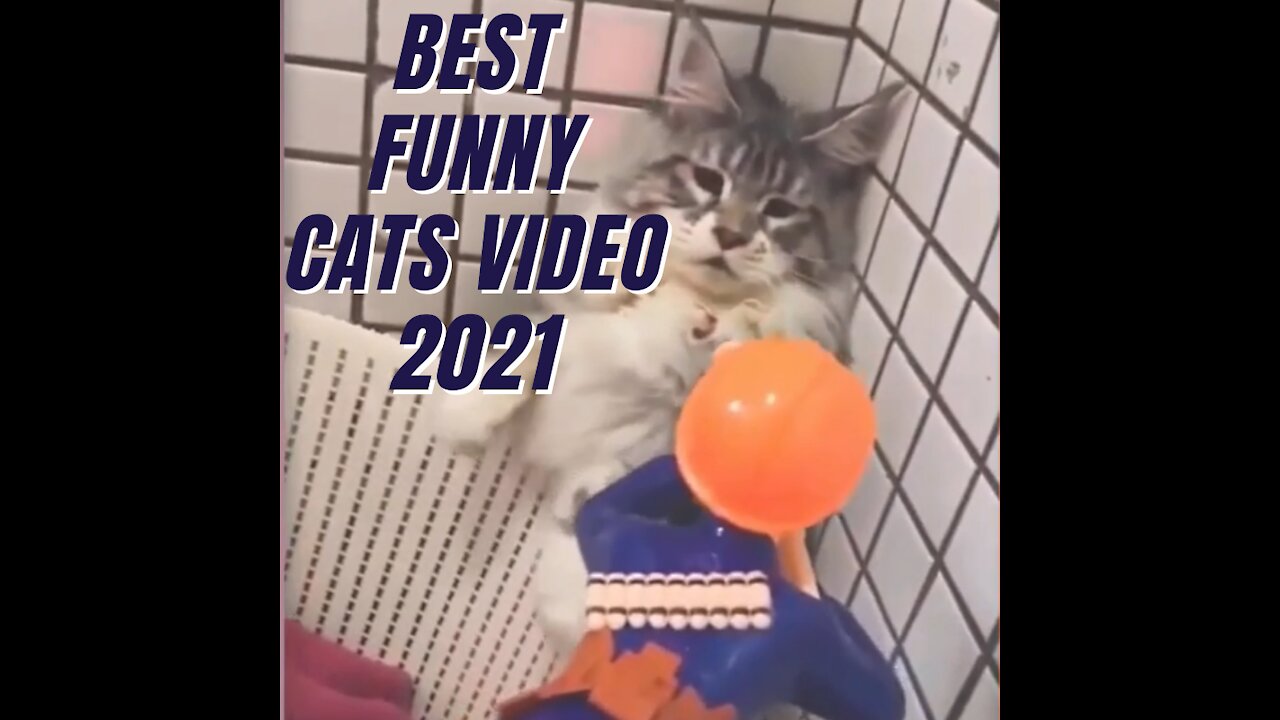 Funny Cats - Video Compilation