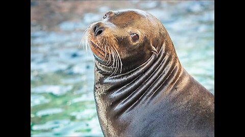 Cute Sea-lion