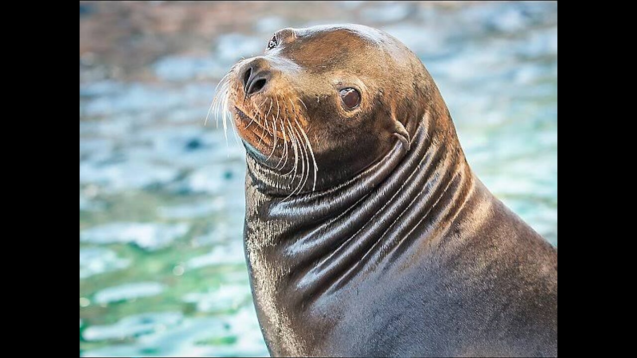 Cute Sea-lion