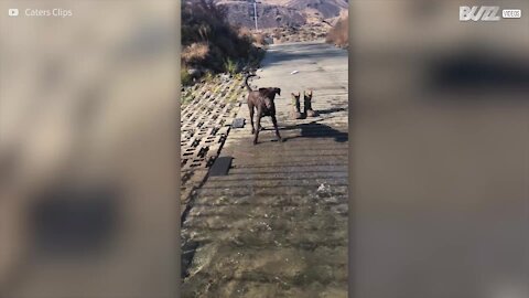 Cagnolina vede un fiume per la prima volta