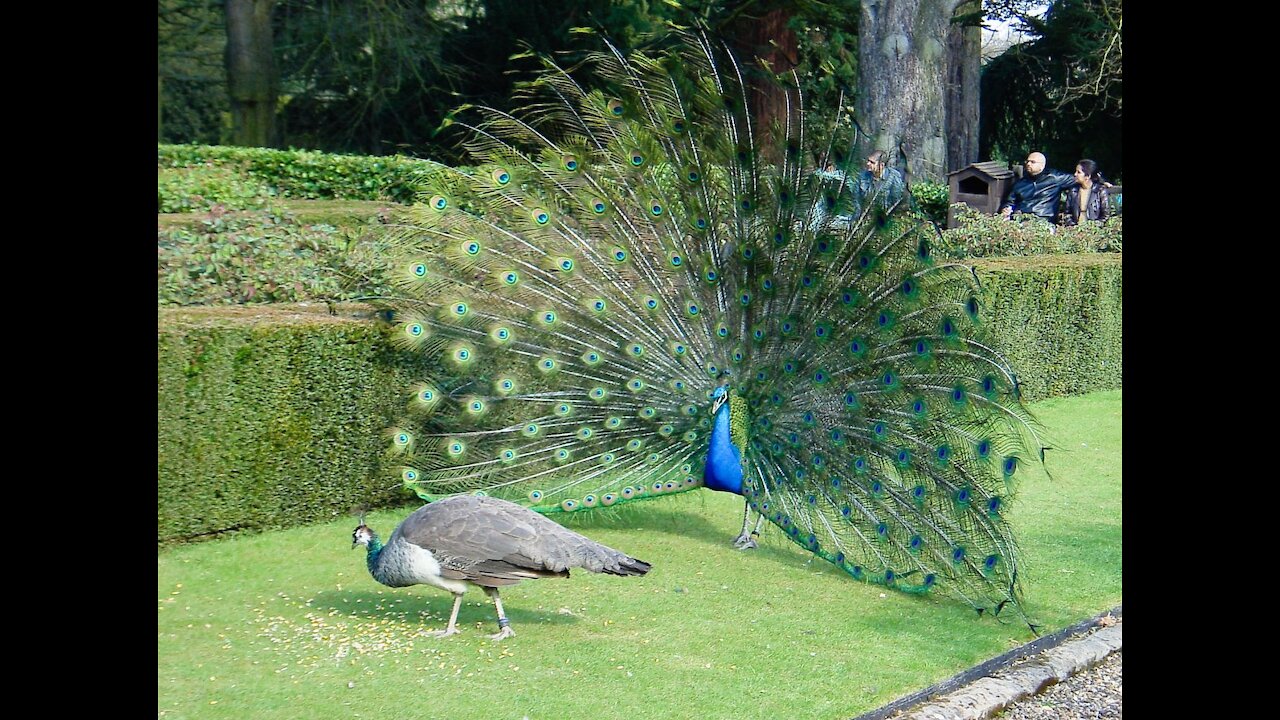 Peacock Beauty - 4