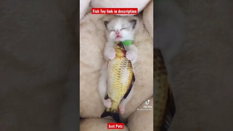 Adorable cute sleeping Kitten with favourite toy #shorts