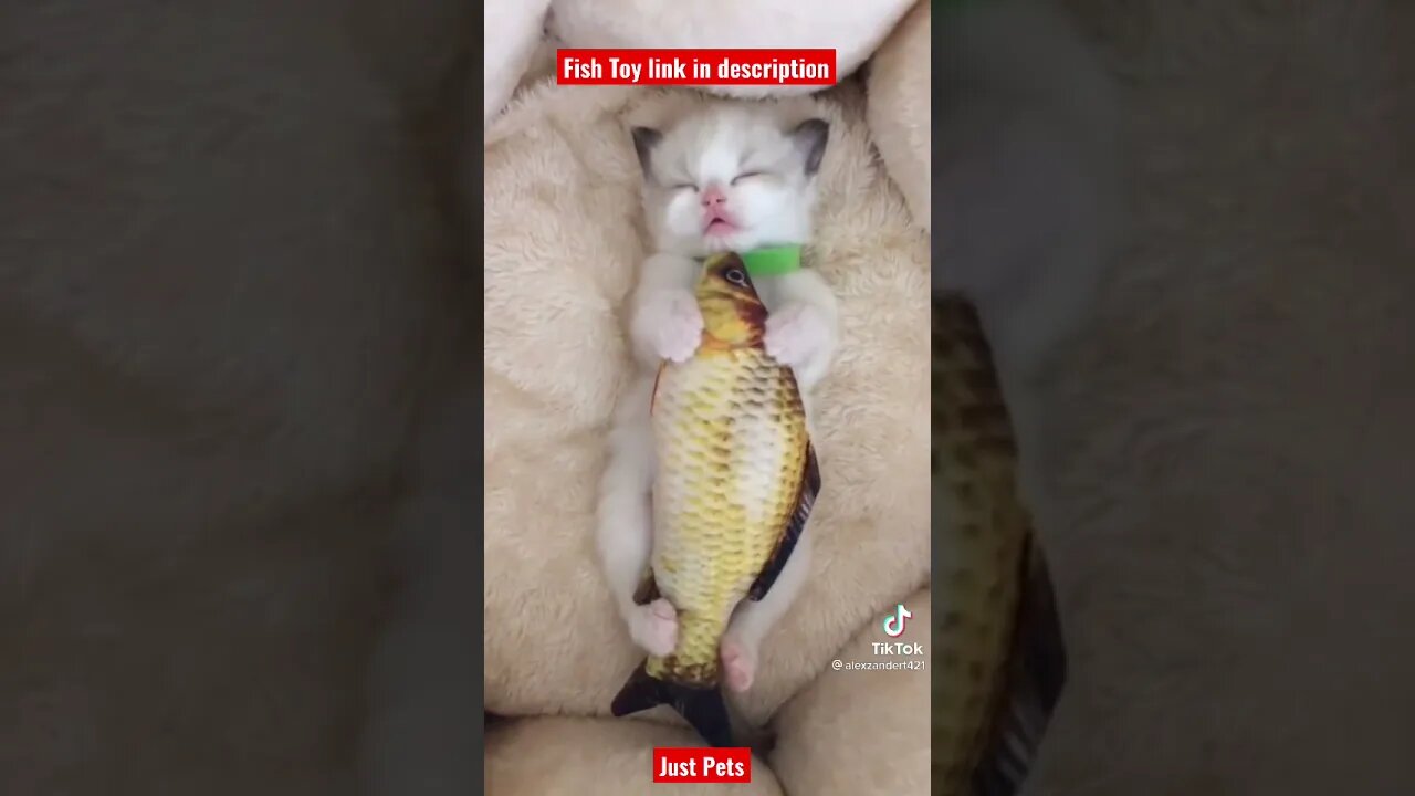 Adorable cute sleeping Kitten with favourite toy #shorts