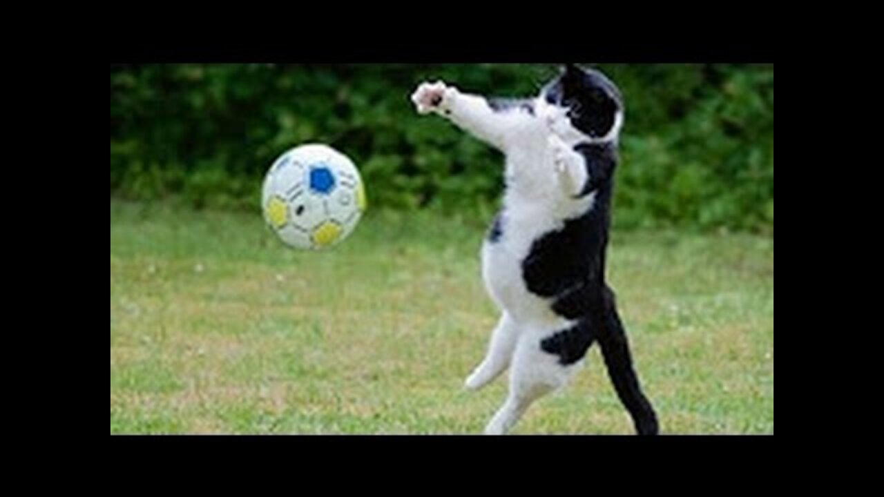 TRY NOT TO LAUGH OR GRIN - Funny Cat & Dog Compilation