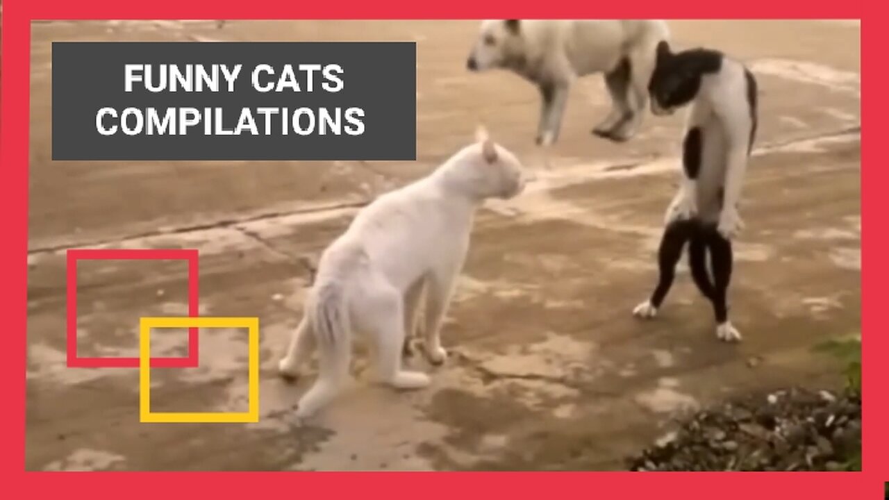 FUNNY CATS COMPILATIONS 🤣🤣🤣