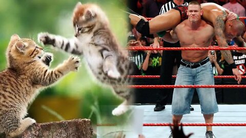 When your cat watches too much wrestling 😂