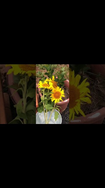 Someone gave me flowers today