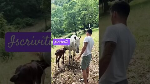 piccolo sole drojette | tiktok repost