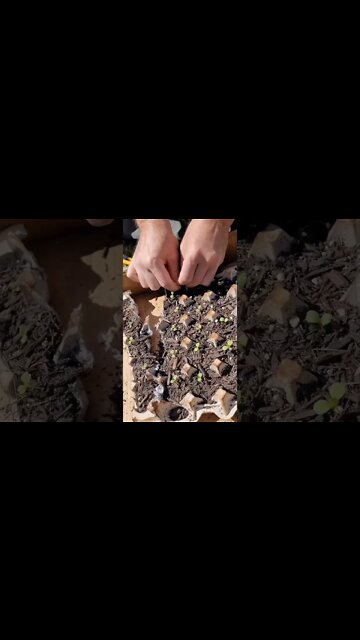 Fall Raised Beds Escarole