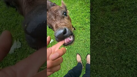 #19/365 // AAJ MILA MAI FUTURE KING SE // #DAILYVIDEOS #365daysvlog